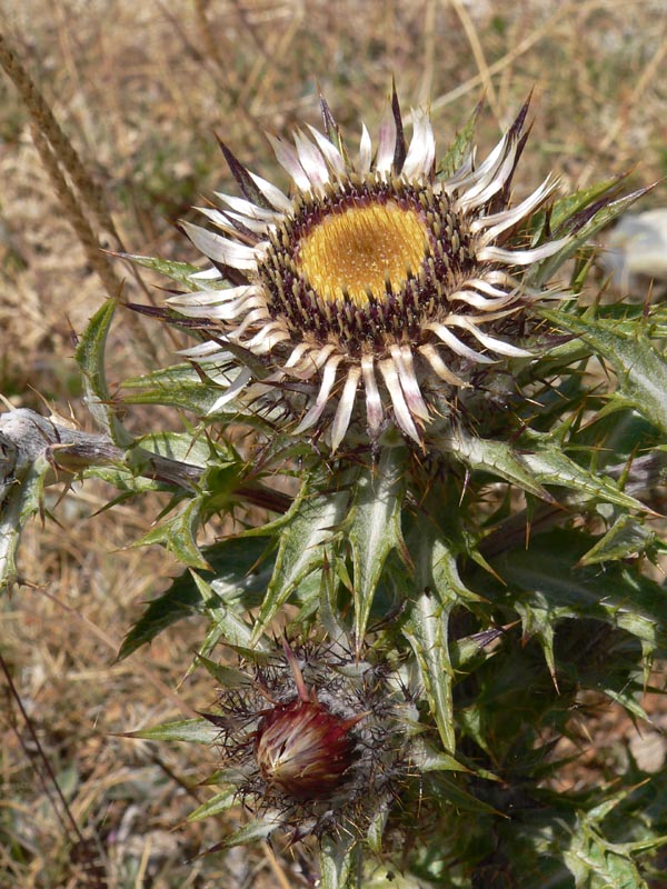 Qualche pianta da identificare